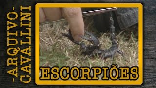 Escorpiões Brasileiros e Escorpião Gigante  ARQUIVO CELSO CAVALLINI Brasilian Scorpions [upl. by Navek]