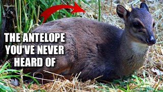 Blue Duiker Facts the SMALLEST Antelope  Animal Fact Files [upl. by Roel]