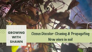 Cissus Discolor Care Cleaning amp Propagating New Vines in Soil [upl. by Yelnoc]