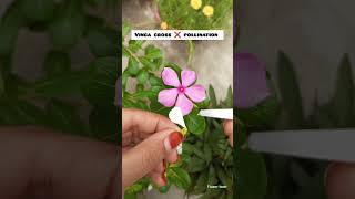 How to vinca cross pollination trending flowers youtubeshorts [upl. by Launame112]