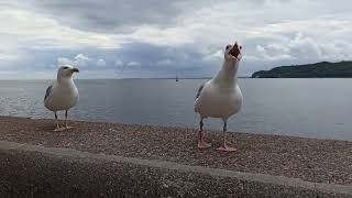 갈매기 웃음소리 모음Seagulls laughing [upl. by Nattirb]