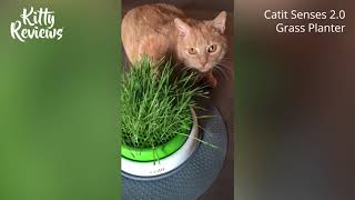 Kitty Reviews  Catit Senses 20 Grass Planter [upl. by Aguayo335]