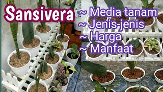 Sansivera  Lidah mertua tanaman hias depan rumah Media tanam jenisjenis harga lidah mertua [upl. by Enilrem935]