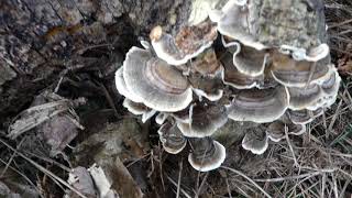 How To ID Turkey Tails [upl. by Market]