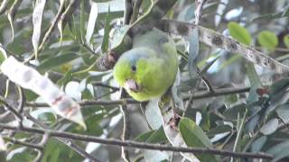 GreyCheeked Parakeet [upl. by Boorman609]