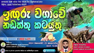 ඉඟුරු වගාවේ නඩත්තු කටයුතු [upl. by Materi]