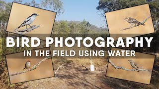 Bird Photography  Using Water To Attract Birds  In The Field Vlog 1 [upl. by Seward195]