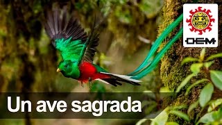 El Quetzal un ave exótica y sagrada [upl. by Alul]