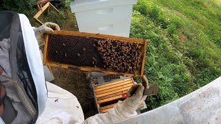 QUEENLESS HIVE Laying Worker  How to Find amp Fix [upl. by Ellennahs]