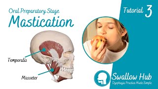 Understanding Mastication During Normal Swallowing Swallow Hub Dysphagia Tutorial 3 [upl. by Ayortal]