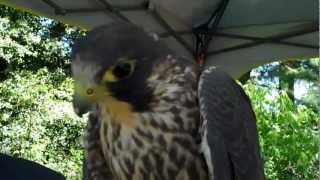 Peregrine Falcon Makes Sounds [upl. by Moffitt416]