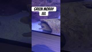 Green Moray Eel greenmoray eel aquarium [upl. by Riane]