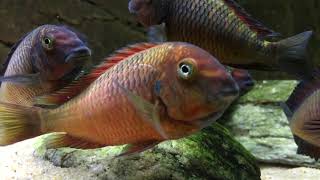 Tropheus moorii Ndole quotredquot  PISCES [upl. by Towroy]