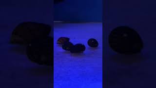 I put some snails into the goldfish tank snails goldfish oranda [upl. by Aluor]