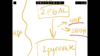 Glycolysis AP BIOLOGY [upl. by Obe792]