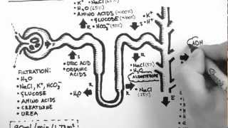 Structure and function of Nephron urine formation in kidneysolute and solvent balancenephron [upl. by Ahsasal555]