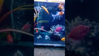 Goldfish tank setup aquarium fish goldfish fishtank shorts trending viralvideo ytshorts [upl. by Fenella]