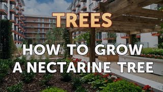 How to Grow a Nectarine Tree [upl. by Schumer611]