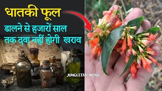 धाय के फूल के फायदे पहचान और गुप्त प्रयोग Dhataki plant BenefitsWoodfordia fruticosa [upl. by Nerhe]