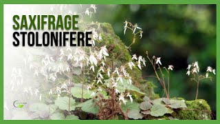 Saxifrage stolonifère vegetosphere vivaces saxifrage [upl. by Jonell]