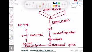 Ventricles of the Brain Anatomy and Cerebrospinal Fluid CSF Circulation neurology 44 [upl. by Averir672]