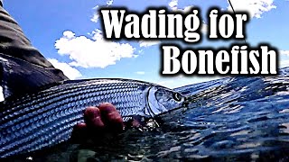 Wading for Bonefish on the Flats [upl. by Tfat]