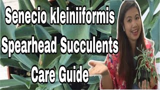 Senecio kleiniiformis Spearhead Succulent Care Guide Mer Cy [upl. by Eniamart877]