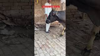 Lymphoma in cow  cancerous growth  cow video  cow cow  vet surgery  vet dr mudassir  cow vet [upl. by Lurette]