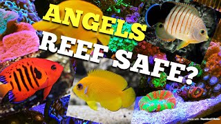 Angel Fish Reef Safe [upl. by Ynogoham]