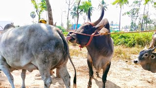 kangeyam Bull mating  biggest kangeyam breeding  jallikattu breed [upl. by Iadrahc]