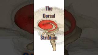 Dorsal Striatum neuroanatomy brainanatomy brainpart caudatenucleus putamen basalganglia [upl. by Nonnahsed404]