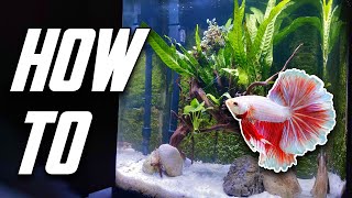 The Betta Fish Tank Guide For Everyone Set Up Equipment amp More [upl. by Saalocin]