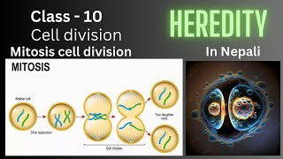 Heredity Class  10 Mitosis Cell Divisions  In Nepali  Science and Technology [upl. by Emirac]