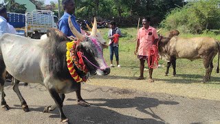 சிராவயல் மஞ்சுவிரட்டு 2022  siravayal manjuvirattu  siravayal jallikattu 2022 siravayal full video [upl. by Olbap]