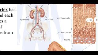 Pharmacology3 Adrenocortical Hormone [upl. by Ahgem]