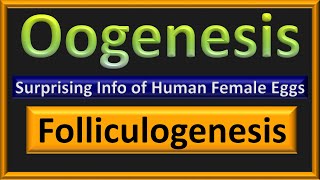 Oogenesis amp Folliculogenesis  Egg Formation in Human Females [upl. by Plath]