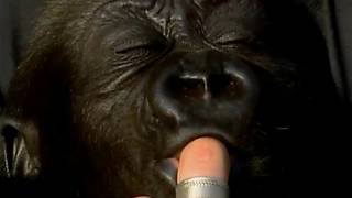 Bush Meat Orphans  Ape Hunters  BBC Earth [upl. by Alduino]