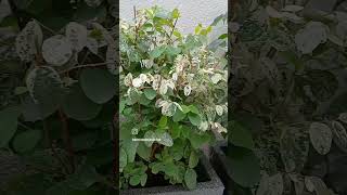 Year round colour 4 snow bush plant Excellent choice and low maintenance garden blooming colour [upl. by Weld118]