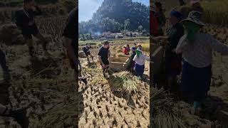 Tourists amp Locals Unite for Rice Harvesting on Ha Giang Loop 🌾✨ [upl. by Adyht666]