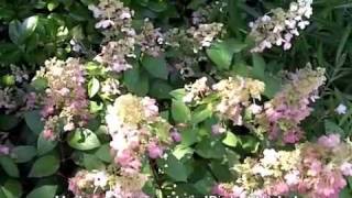 Hydrangea paniculata Pinky Winky [upl. by Gonzales]