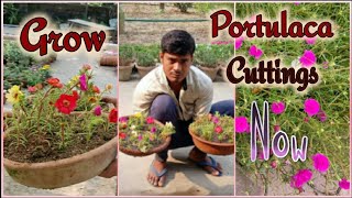 Grow Portulaca Cuttings for Amazing Home Gardening [upl. by Enomar154]