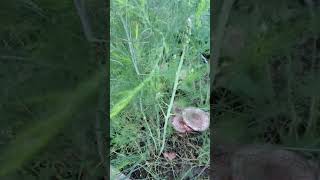 Mushrooms in my asparagus [upl. by Folsom]