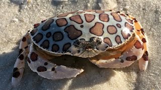 Calico Crab AKA Leopard Crab [upl. by Ecirehs]