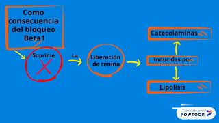 mecanismo de acción metoprolol [upl. by Marcel]