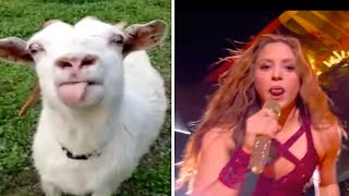 Shakira Tongue Vs Goat [upl. by Aneela782]