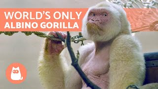 The Only WHITE GORILLA in the World 🦍 Snowflake ❄️ [upl. by Akanke]