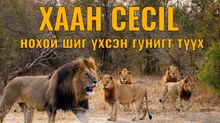 Cecil арслангийн түүх Гоё түүхүүд Arslan tuuh Goe tuuhuud mongol heleer kino Barimtat kino [upl. by Lida]