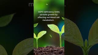 Haemoglobin S G6PD deficiency and Thalassemias confer resistance to shorts shortvideo [upl. by Cimah]