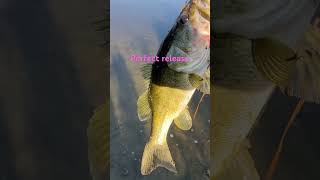 Largemouth bassfishingvideo wired2fish bassfishing twofish fishing sportfishing fish carp [upl. by Lette522]