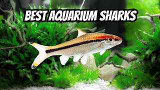 Top 15 Freshwater Aquarium Sharks 🦈 [upl. by Teillo]